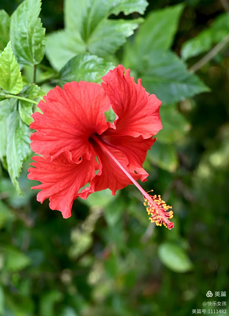 西双版纳奇花异卉的奇妙世界